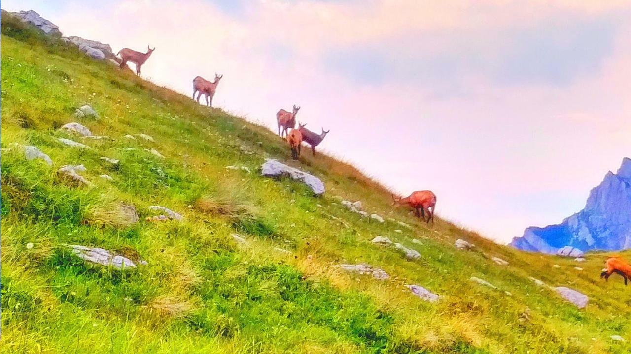 Apartments Durmitor Žabljak Eksteriør bilde